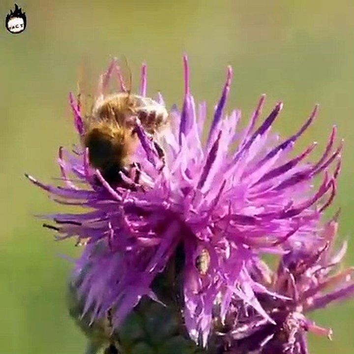 Why do honey bees die after stinging