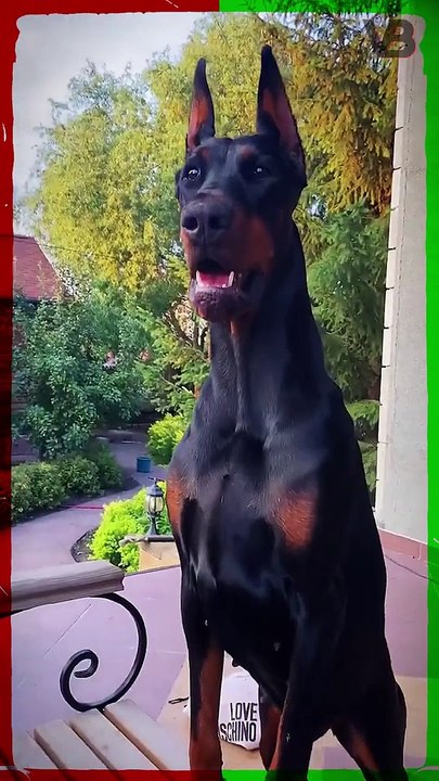 Dobermans are Aggressive #shorts