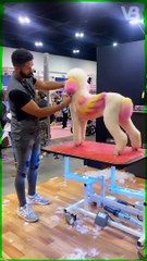 Dog Facts You Might Take For Granted - True or False Ep.5