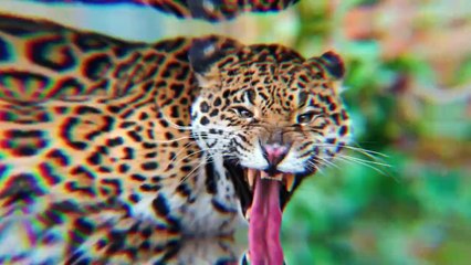 Dogo Argentino Can't Be Created Again!