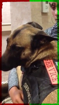 Dogs Can Detect Epileptic Seizures #shorts