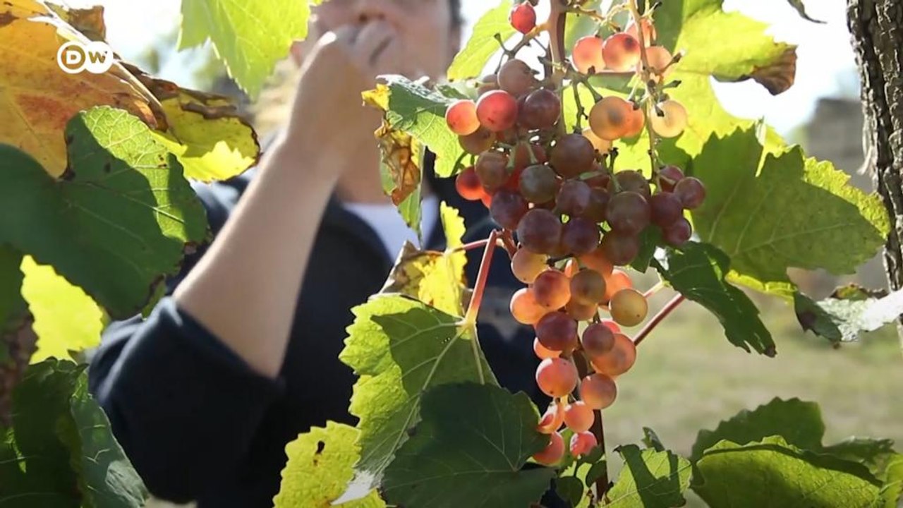 Serbien: Junge Winzerinnen kehren in die Heimat zurück