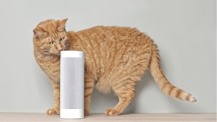 Do cats knock things over because they are mean?