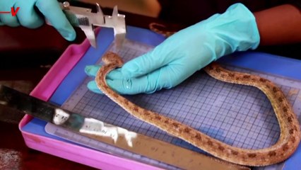 Floods in Sudan Bring Snake and Scorpion Surge