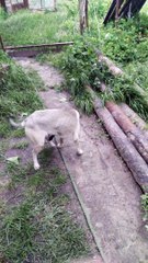 Funny animals | Funny cat videos | Funny dog videos