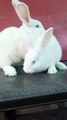 Garman  gaint  Bunnies  Age 47 day  Father  garman  gaint  7kg   Monther flemish  gaint  7kg  Super  quality   Location  jhelum  What's app 03178062973