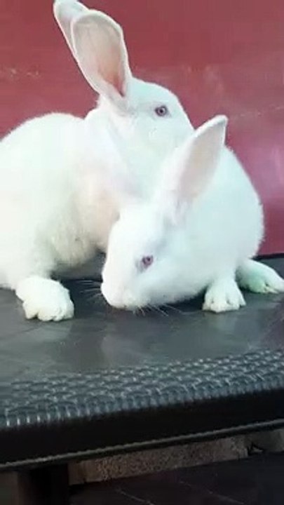 Garman  gaint  Bunnies  Age 47 day  Father  garman  gaint  7kg   Monther flemish  gaint  7kg  Super  quality   Location  jhelum  What's app 03178062973