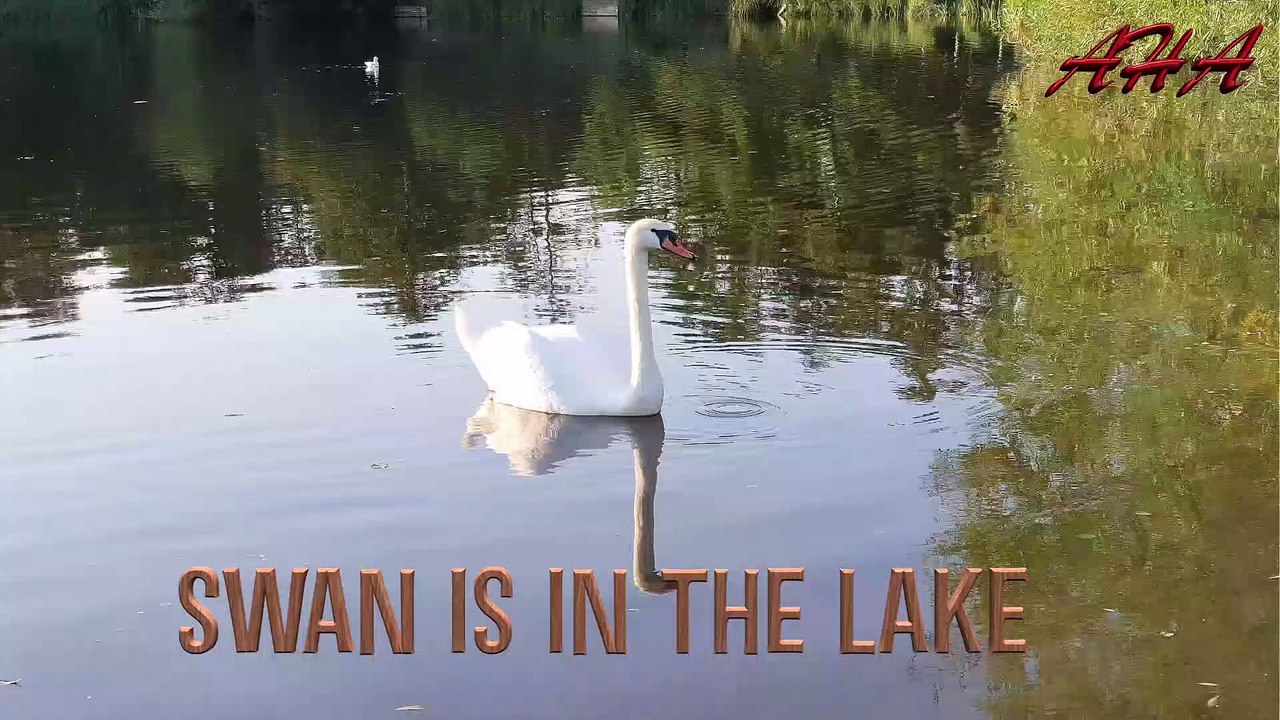 The Swan Is in the Lake