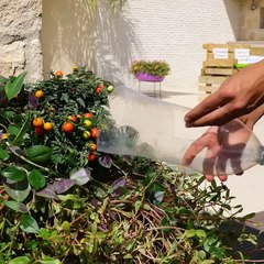 Easy Plant growing hacks to Keep your Garden Lush