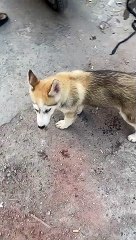 Husky pups pair available 4months 1Lac