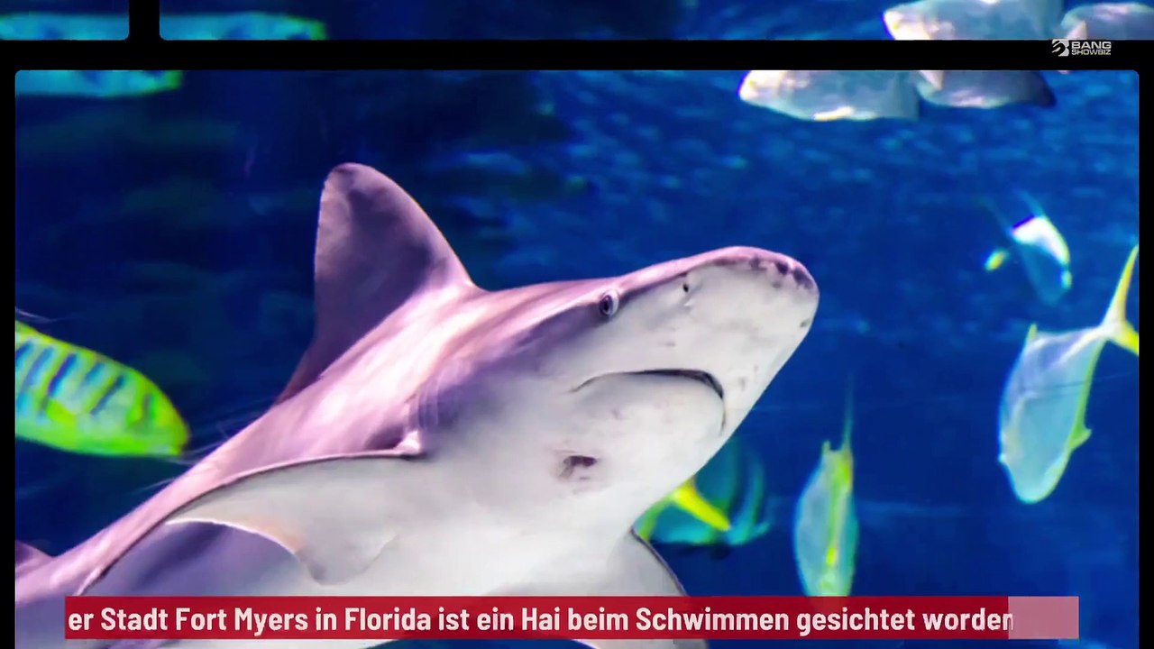 Ein Hai schwimmt in den Straßen Floridas