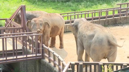 서울대공원에서 '우결핵' 확산...1년여 동안 동물 52마리 안락사 / YTN