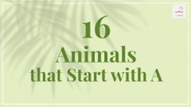 16 Animals that Start with A | Animals Name | Learn Animals Name | Alphabetical Animal List