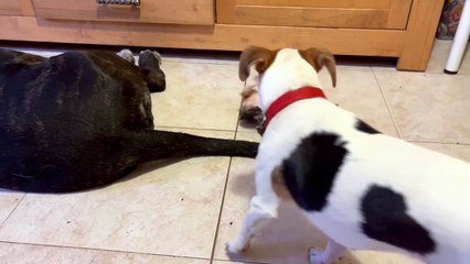 Kitten Plays With Dog's Wagging Tail