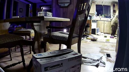 Bear Helps Himself to the Kitchen