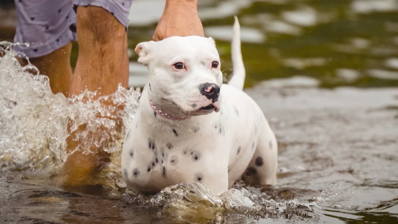 Florida pets rescued in wake of Hurricane Ian