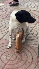 Mama Dog Feeds Hungry Kitty in the Street