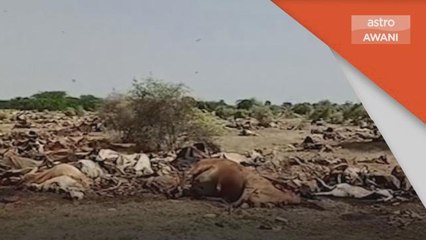 Penyakit Haiwan | Hampir 100,000 lembu, kerbau mati akibat LSD di India