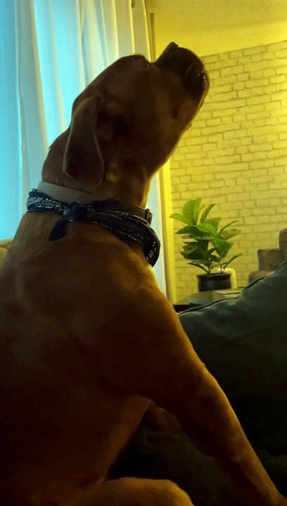 Dramatic Dog Howl