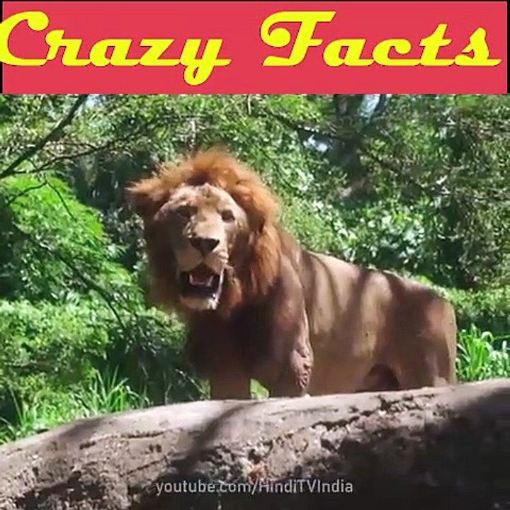 1Crazy_Facts_About_Animals__-_Amazing_Facts_-_Random_Facts_-_Mind_Blowing_Facts_in_Hindi_#Shorts(480p)_1