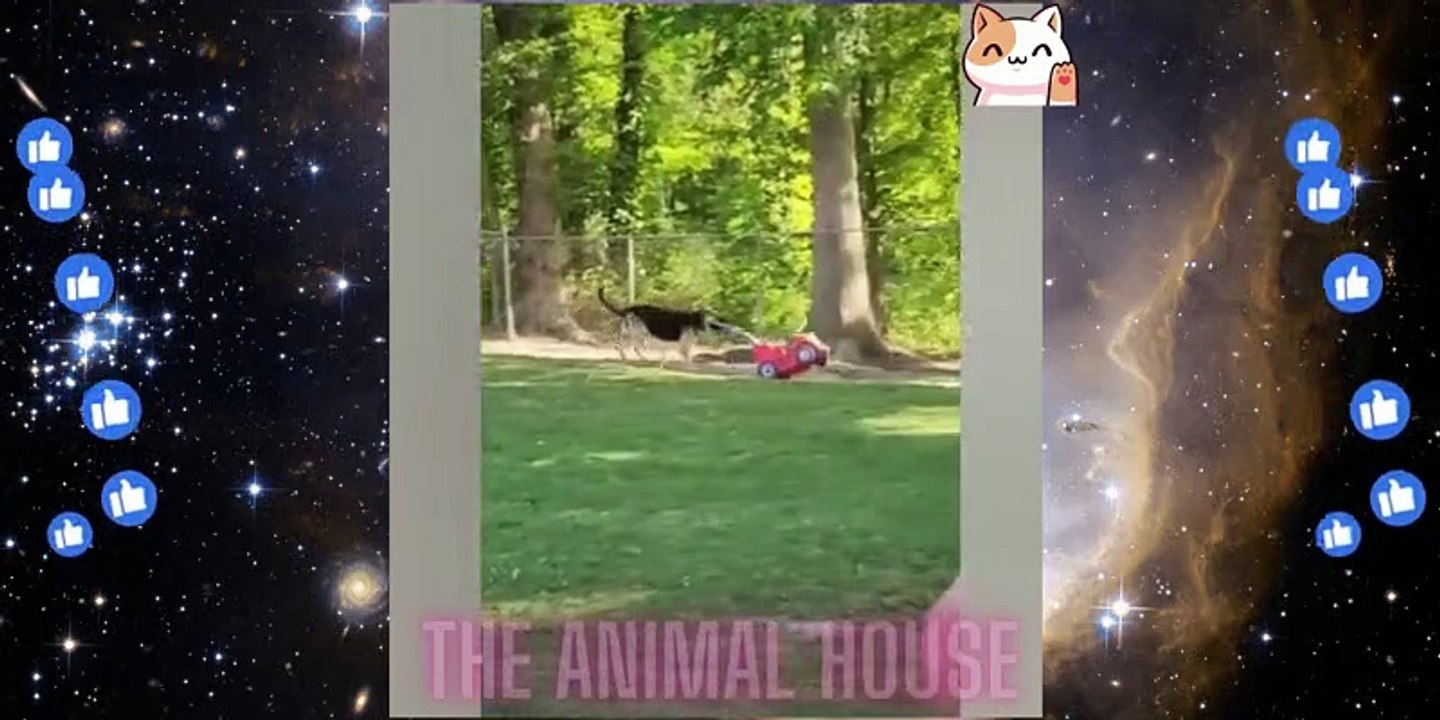 Funniest Animals Video - Funny Dogs And Cats - Try Not To Laugh Animals 2022