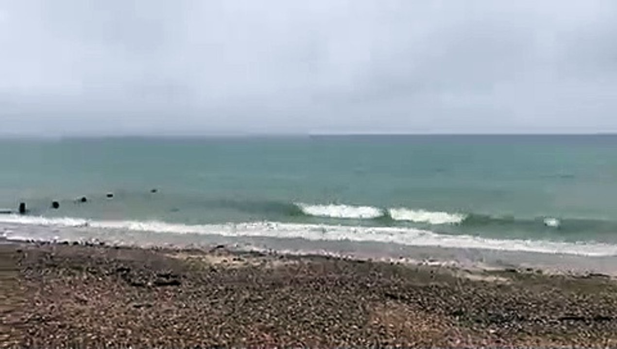 'Shark' seen in East Preston