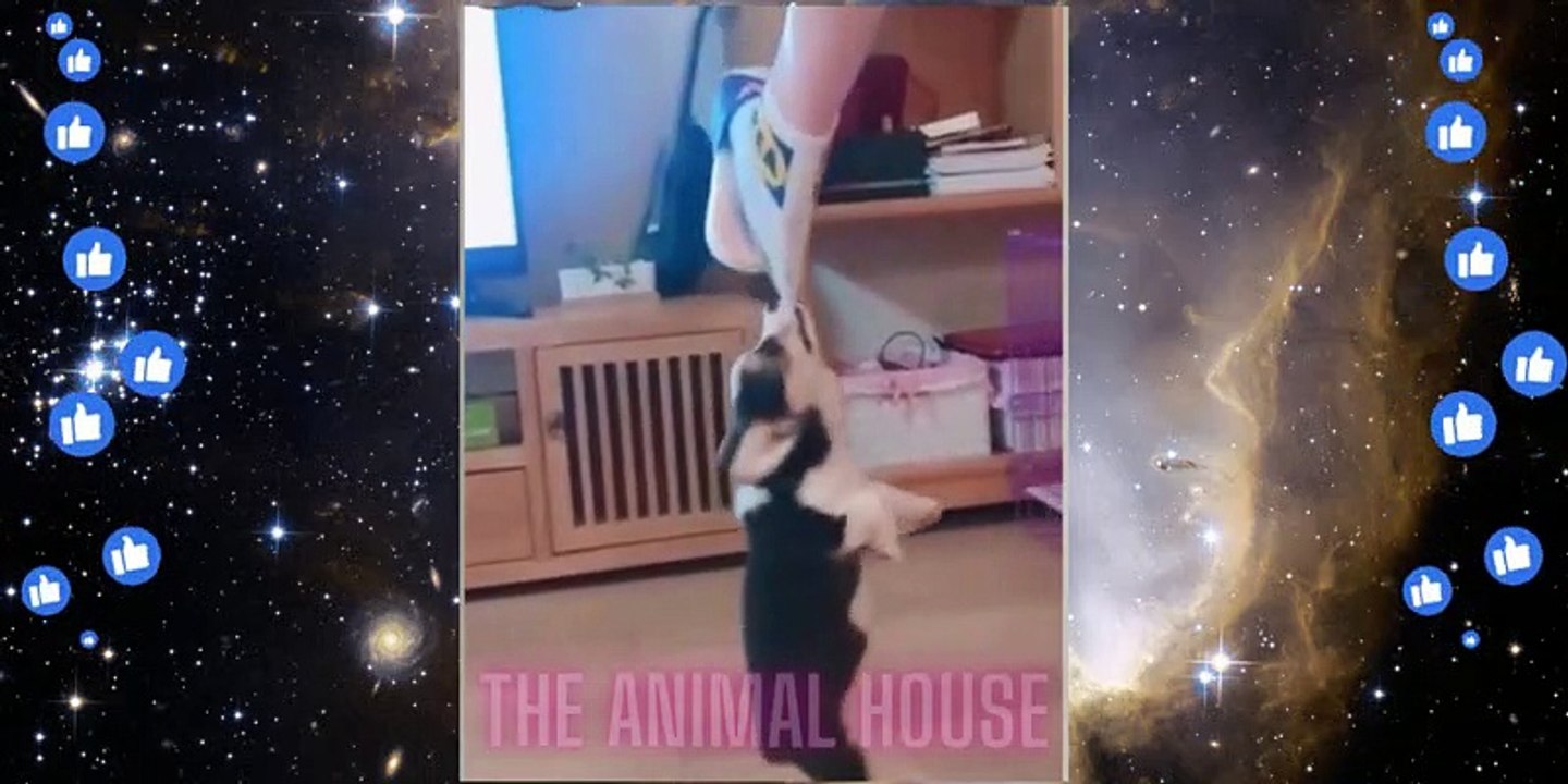 Funniest Animals Video 2022 | Funny Cats Compilation | Funny Animal Videos