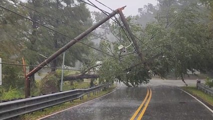 Trees and power lines knocked down by Ian