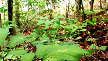 Appalachian Outlaws - Im Ginsengrausch Staffel 2 Folge 1 HD Deutsch