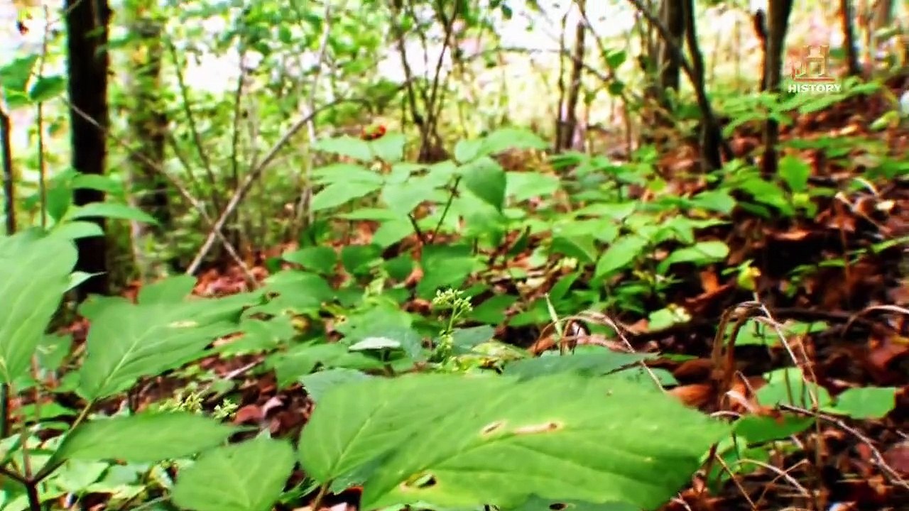 Appalachian Outlaws - Im Ginsengrausch Staffel 2 Folge 1 HD Deutsch