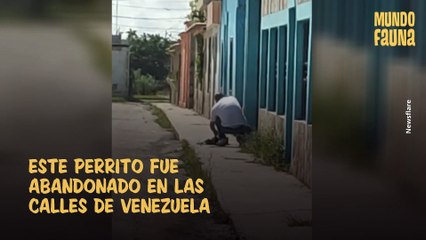 Cachorrito abandonado aprendió a confiar en los humanos y ahora tiene una mejor vida en Venezuela