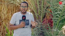 مصر الأولى عالميًا في الإنتاج.. (الحكاية) يتابع موسم حصاد التمور