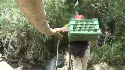 Por falta de puente, habitantes de Soatá arriesgan su vida para cruzar río