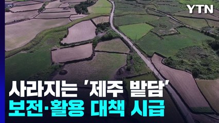 사라지는 '제주 밭담'...보전·활용 대책 시급 / YTN