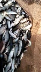fish farming in pakistan| fishing