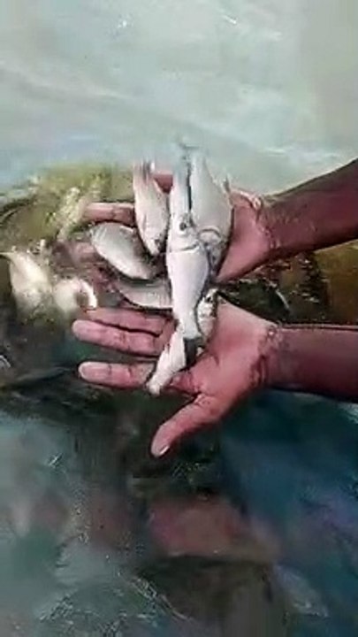 fish farming | fish farm | catfish farming - video Dailymotion