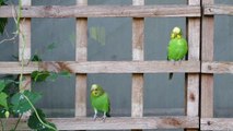 So cute and beautiful parrots