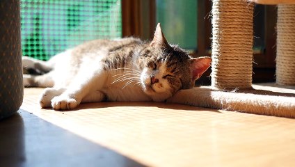 So cute and beautiful catS is sleeping