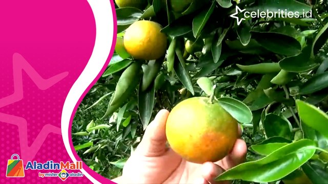 Serunya Berwisata dan Belajar di Lokasi Wisata Kebun Jeruk di Bandung