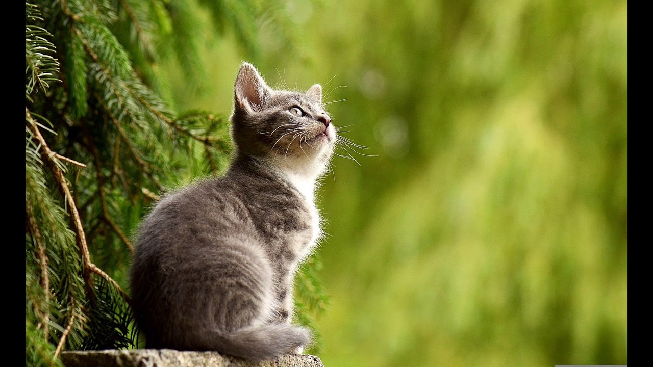 Oscar the cat who predicts death | மரணத்தை முன்கூட்டியே கணிக்கும் பூனை