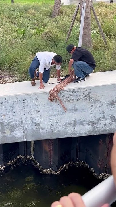 Sauvetage d'un écureuil tombé à la mer - Buzz Buddy