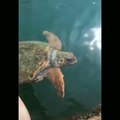 Duckling running on Lilly pads, Turtle ,