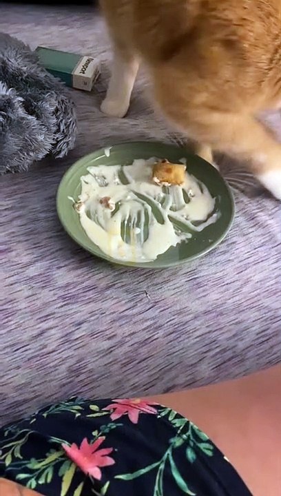 Mon chat n'était pas content de mon choix de nourriture - Buzz Buddy