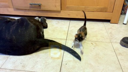 Chaton joue avec la queue remuant du chien - Buzz Buddy