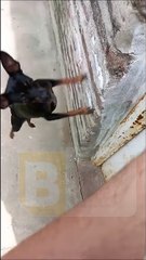 Hyper chien va avoir le vertige - Buzz Buddy