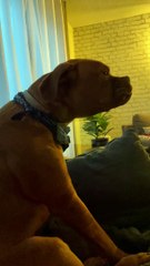 Hurlement de chien dramatique - Buzz Buddy