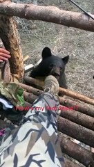 Un ours noir curieux mâche une chaussure de chasseur - Buzz Buddy