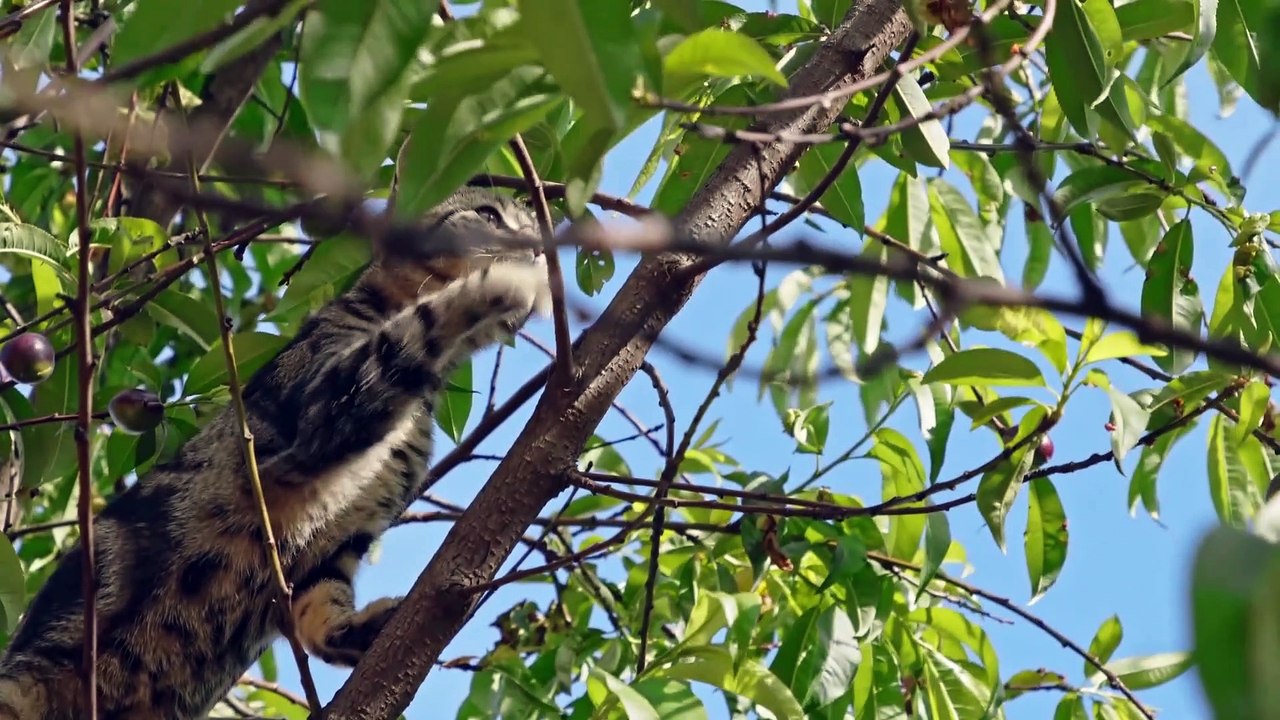 Funniest Animal Videos 2022 - Cute Cats & dogs Video Compilation # 5 || Amazing Dare Animals