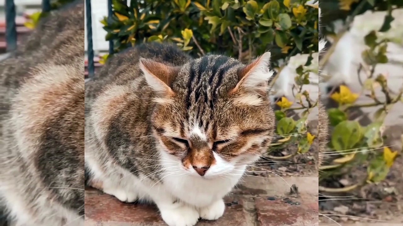 Funniest Animal Videos 2022 - Cute Cats & dogs Video Compilation # 6 || Amazing Dare Animals