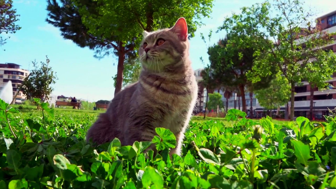 Funniest Animal Videos 2022 - Cute Cats & dogs Video Compilation # 7 || Amazing Dare Animals